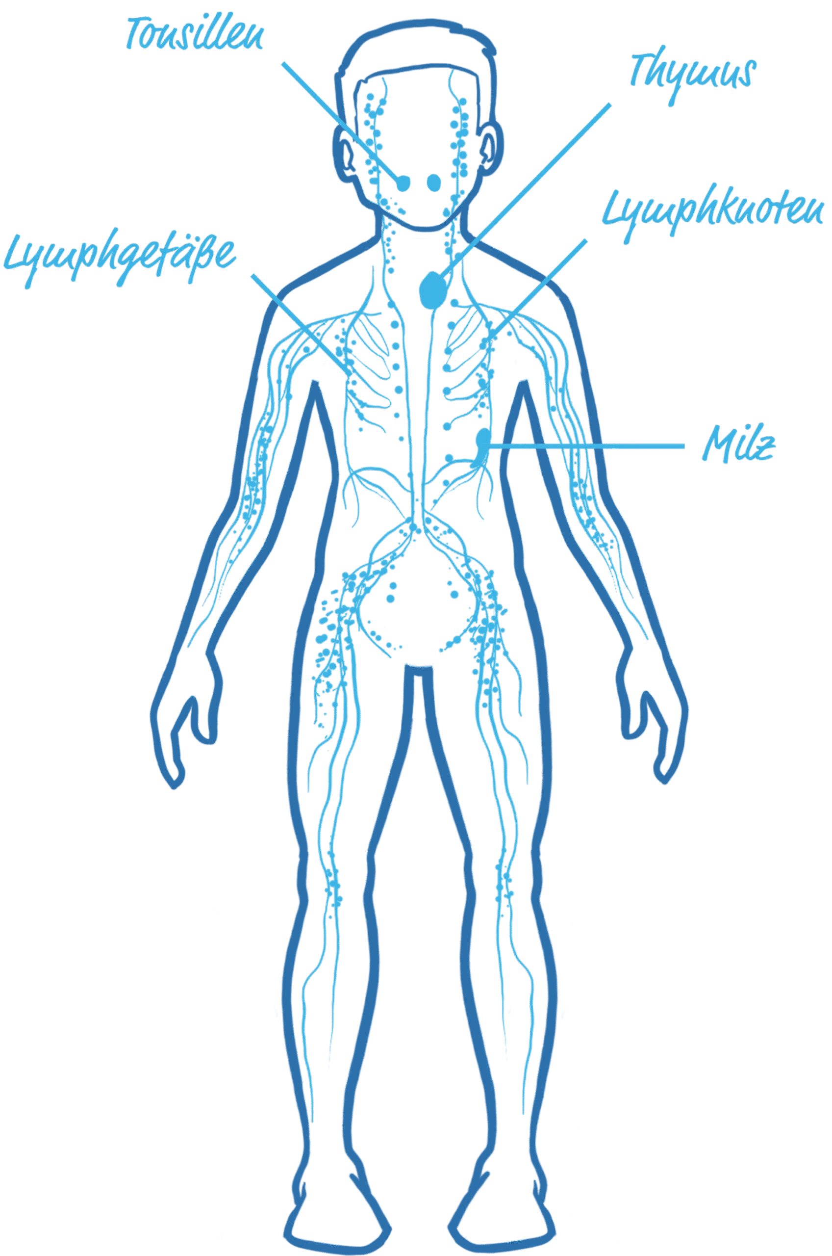 Illustrierter Körper mit dem Lymphsystem
